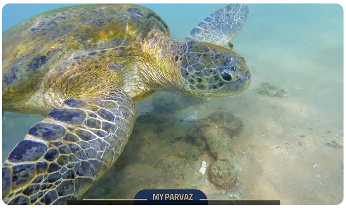 Sri Lankan sea turtles
